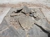 Longwood_School_In_Progress_022